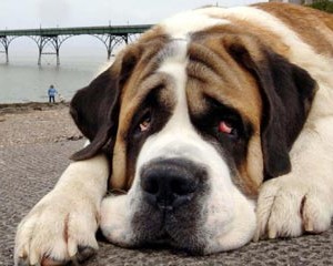 NEW CAMPAIGN AGAINST NESTLE PURINA ON MYSTERIOUS DOG DEATHS